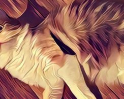 Prisma для Android теперь работает в офлайне