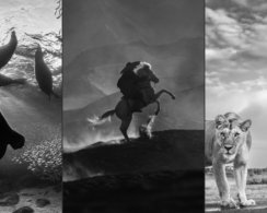 Объявлены победители Monochrome Photography Awards: 13 лучших чёрно-белых кадров